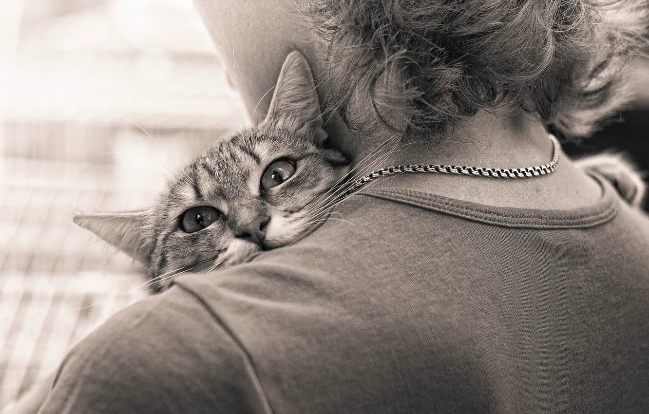 Photo wallpaper cat, look, hugs, Sepia, shoulder, parting