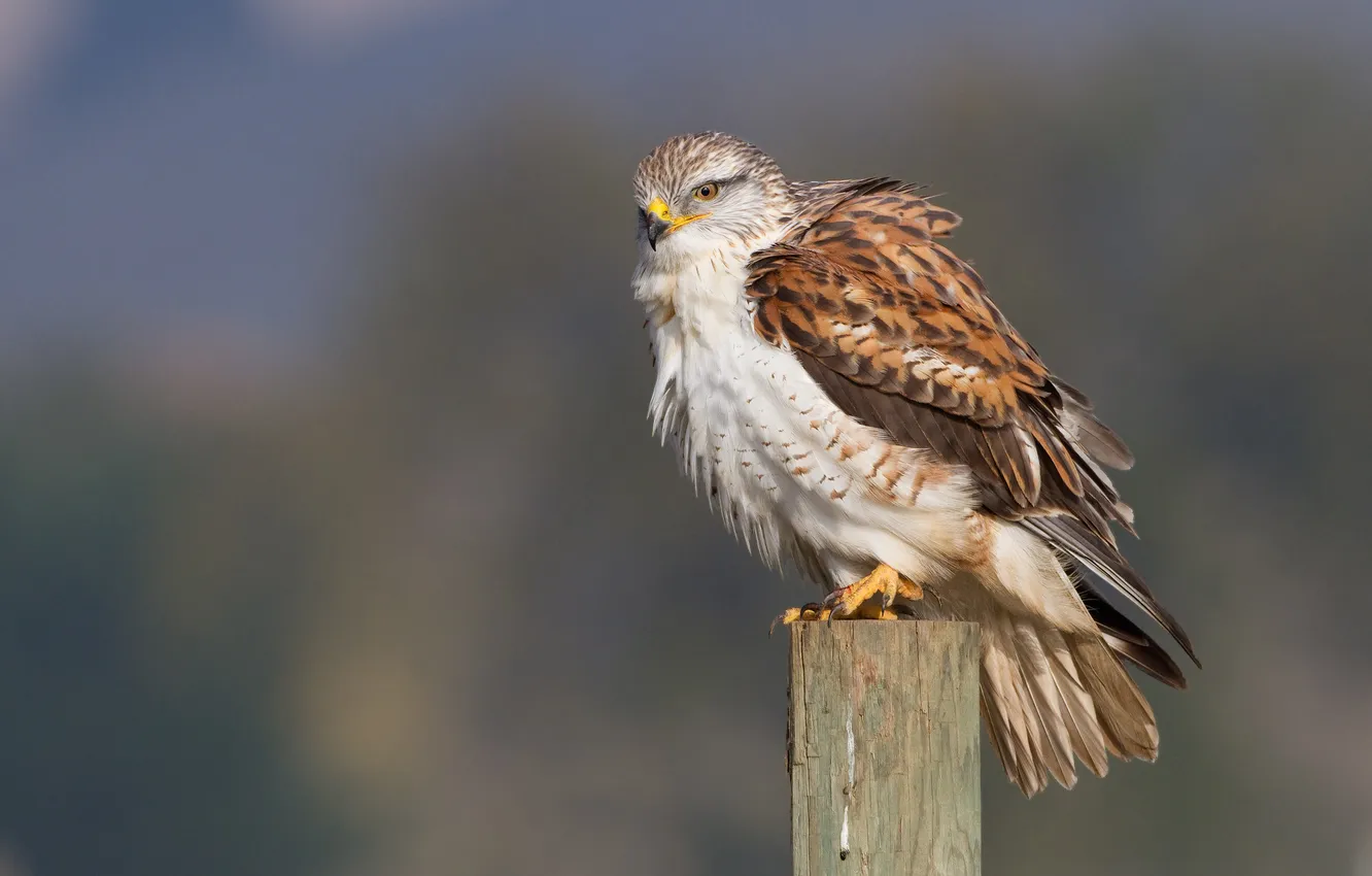 Photo wallpaper bird, predator, hawk