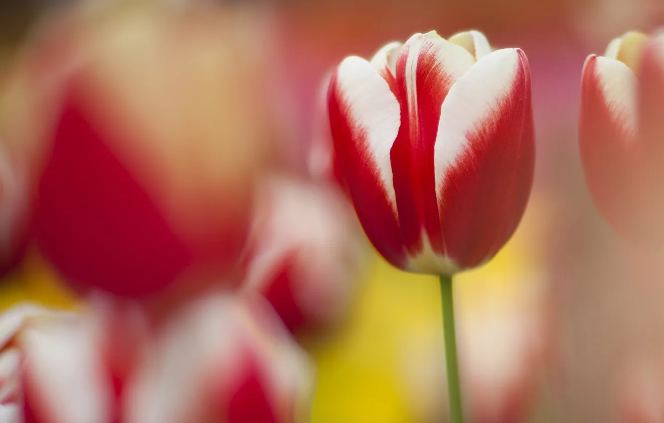Photo wallpaper nature, Tulip, focus, spring, red-white, razmytost
