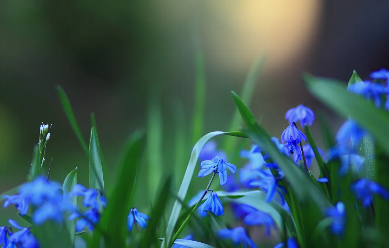 Photo wallpaper flowers, blue, razmytost