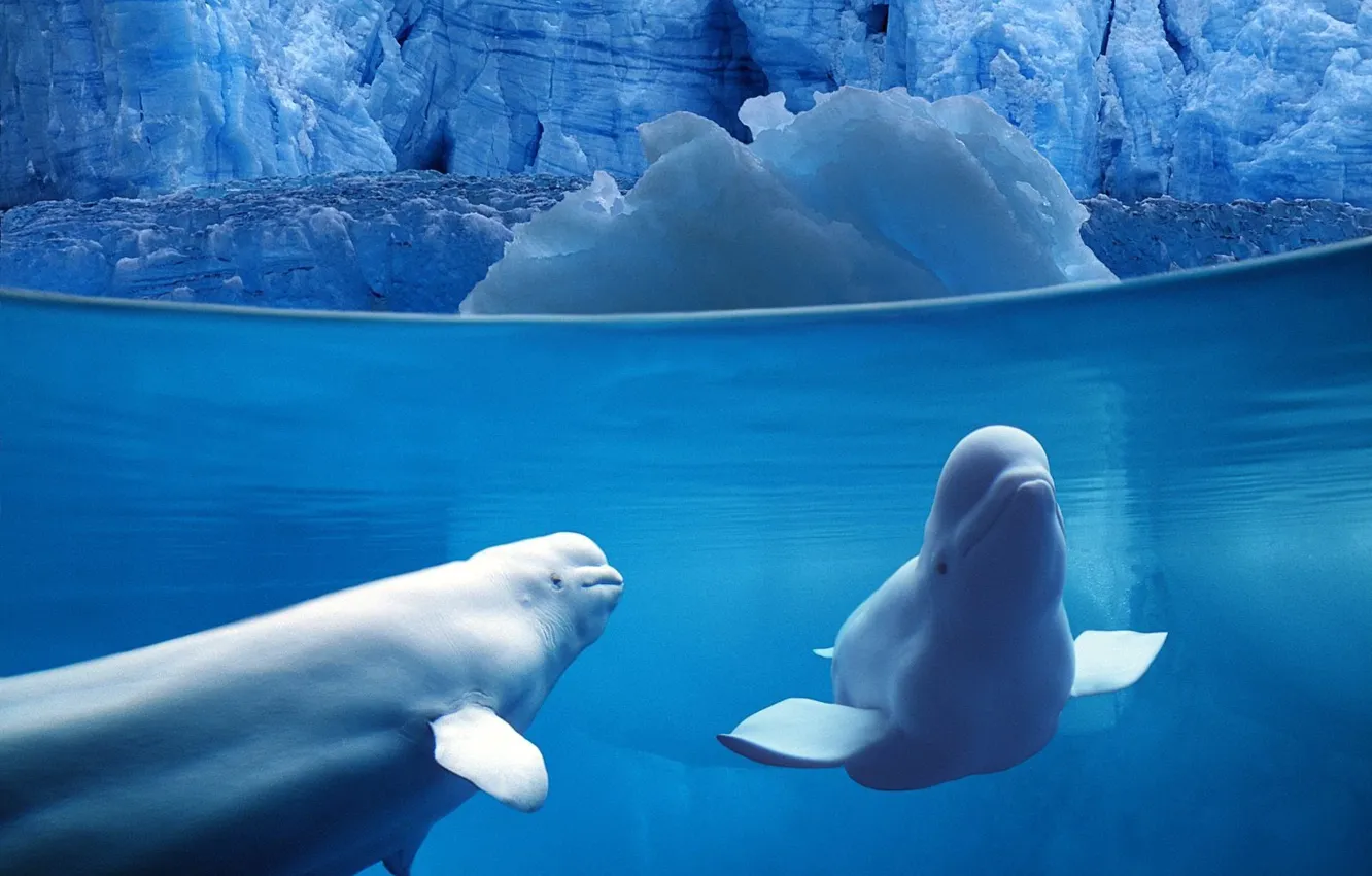 Photo wallpaper ice, Dolphin, Belukha
