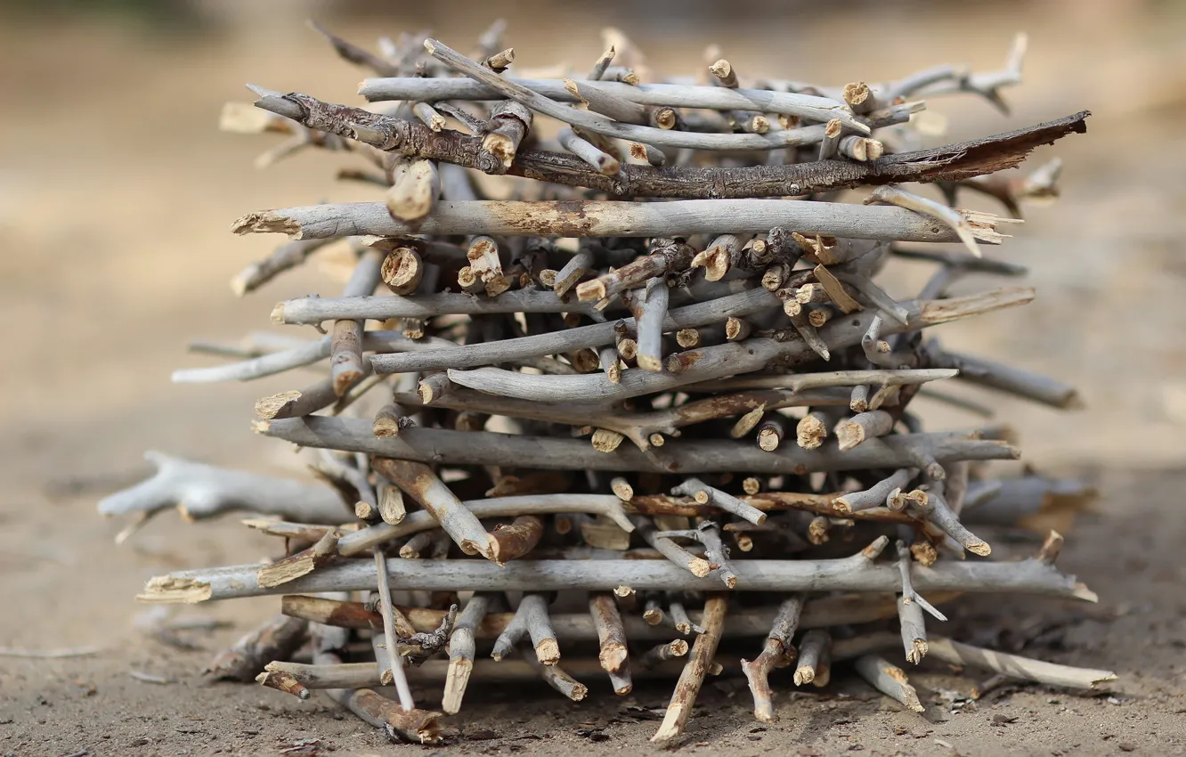 Photo wallpaper macro, background, sticks, dry branches
