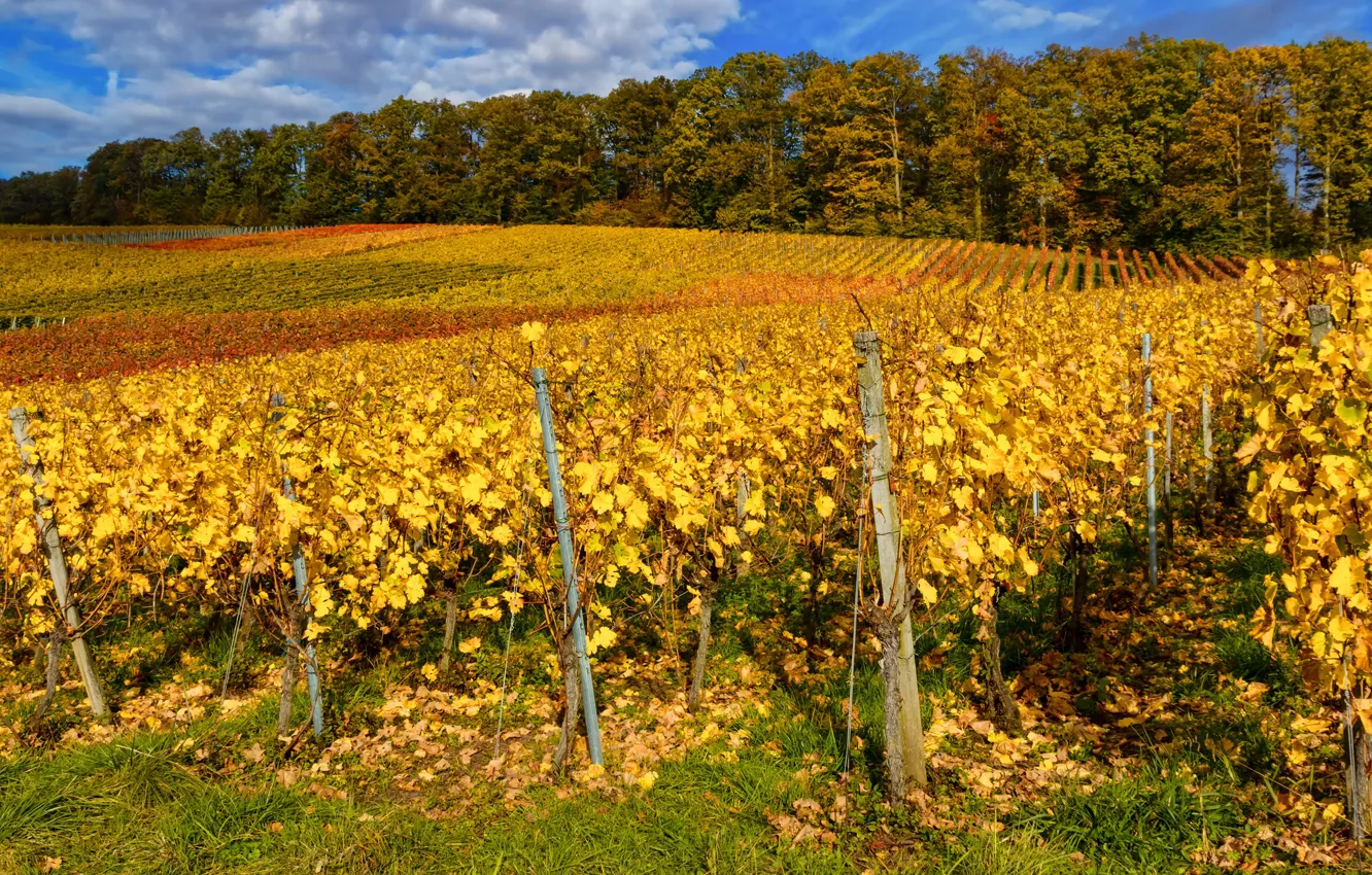 Photo wallpaper autumn, Germany, the bushes, vine, Baden-Wuerttemberg