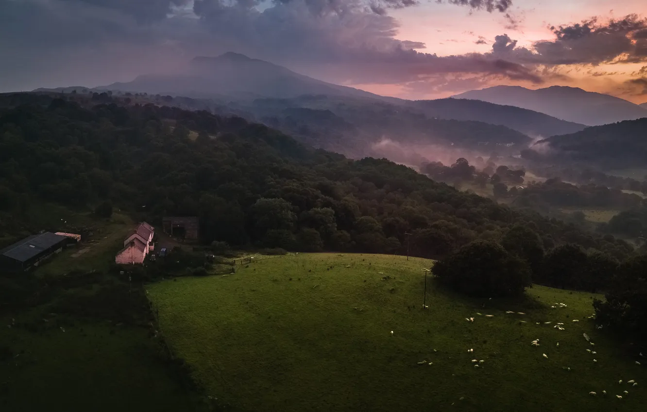 Photo wallpaper field, forest, sunset, mountains, fog, hills, sheep, the evening