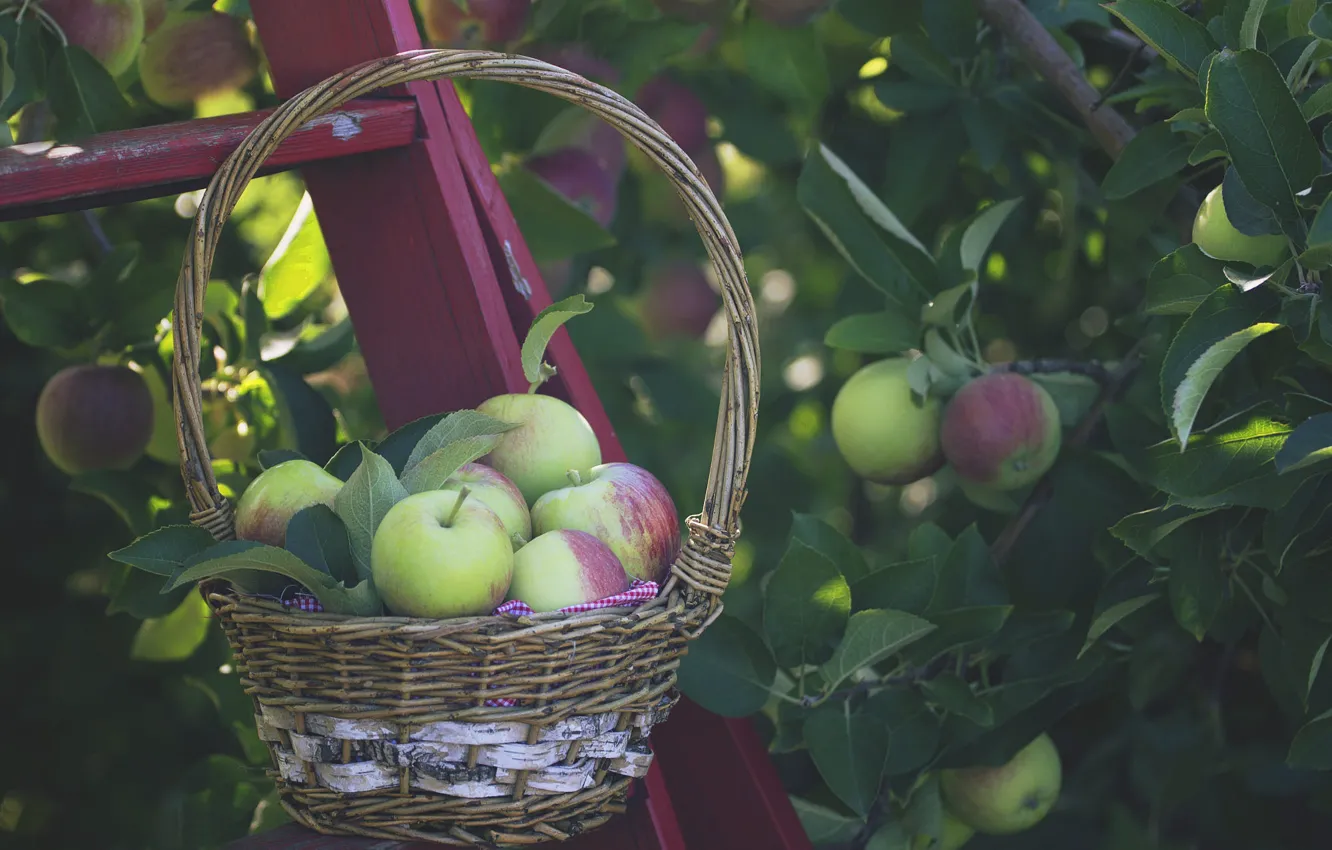 Photo wallpaper summer, branches, foliage, apples, garden, harvest, ladder, fruit