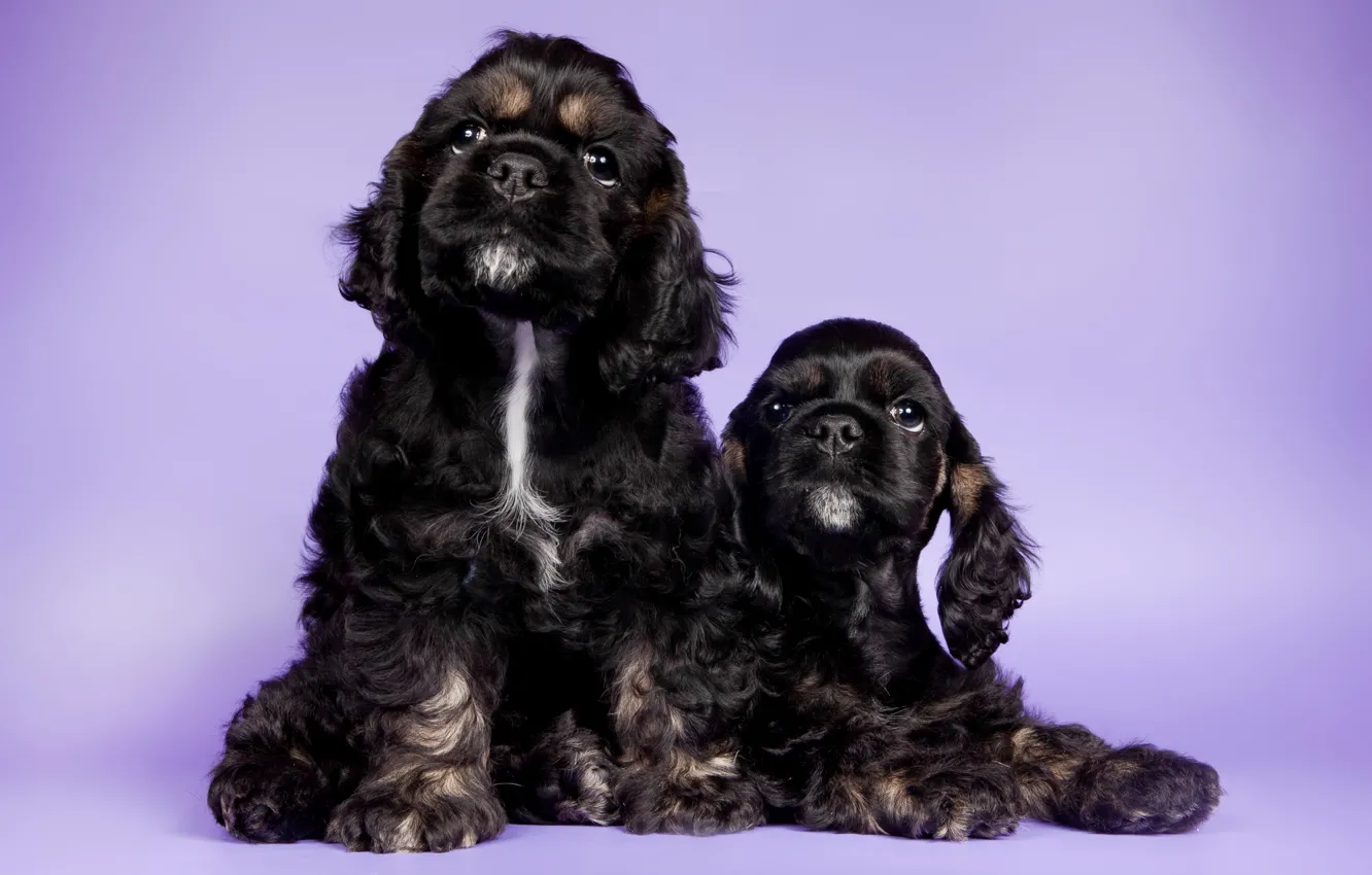 Photo wallpaper puppies, Duo, Cocker spaniels