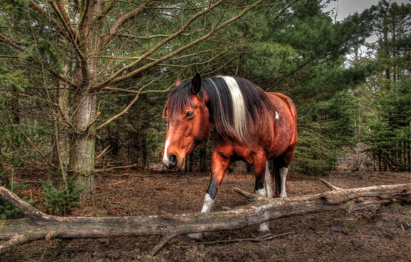 Photo wallpaper forest, face, horse, horse, mane