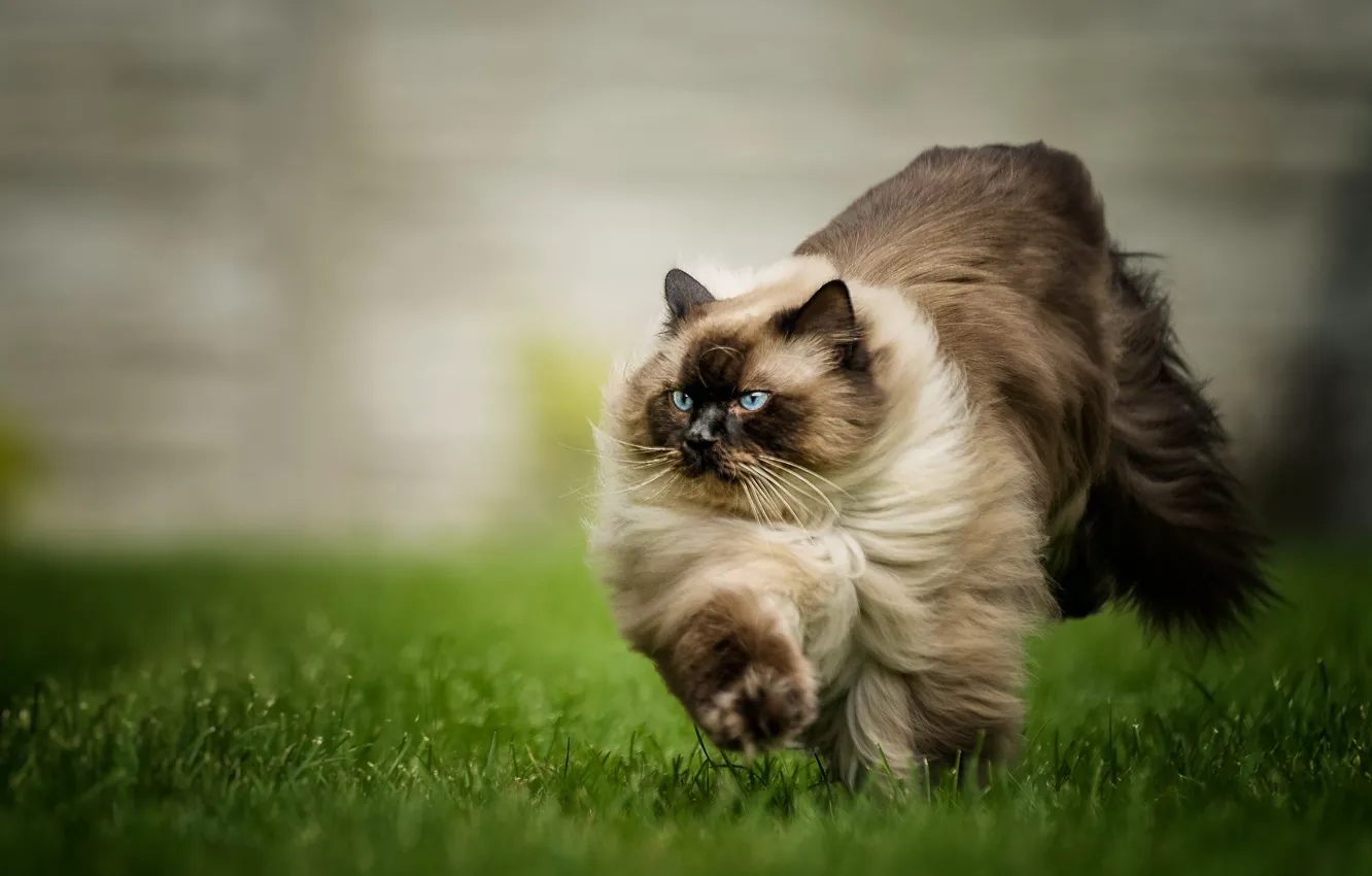 Photo wallpaper cat, grass, cat, look, pose, glade, running, tail