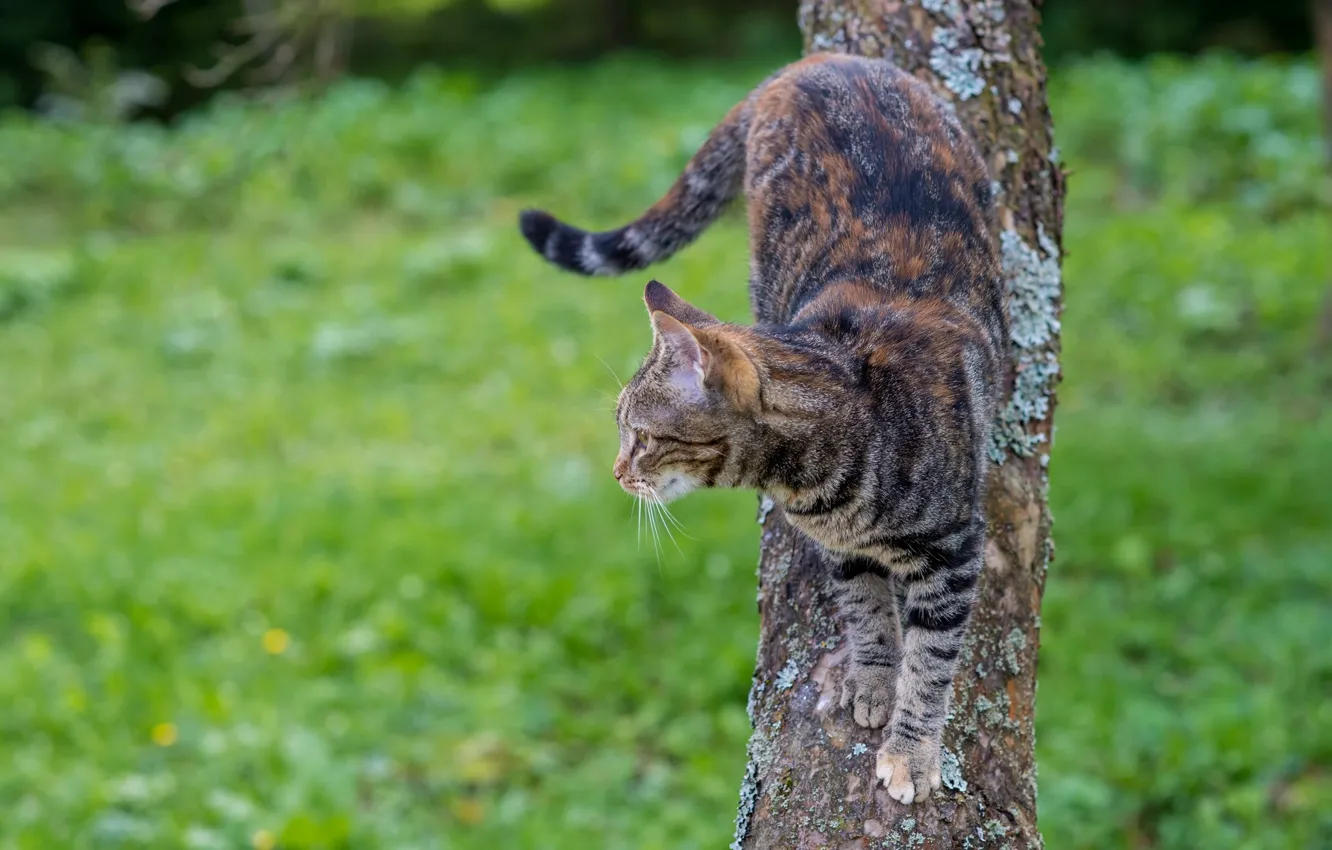 Photo wallpaper cat, look, background, tree