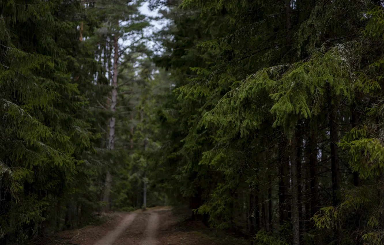 Photo wallpaper cold, road, forest, tree, twilight
