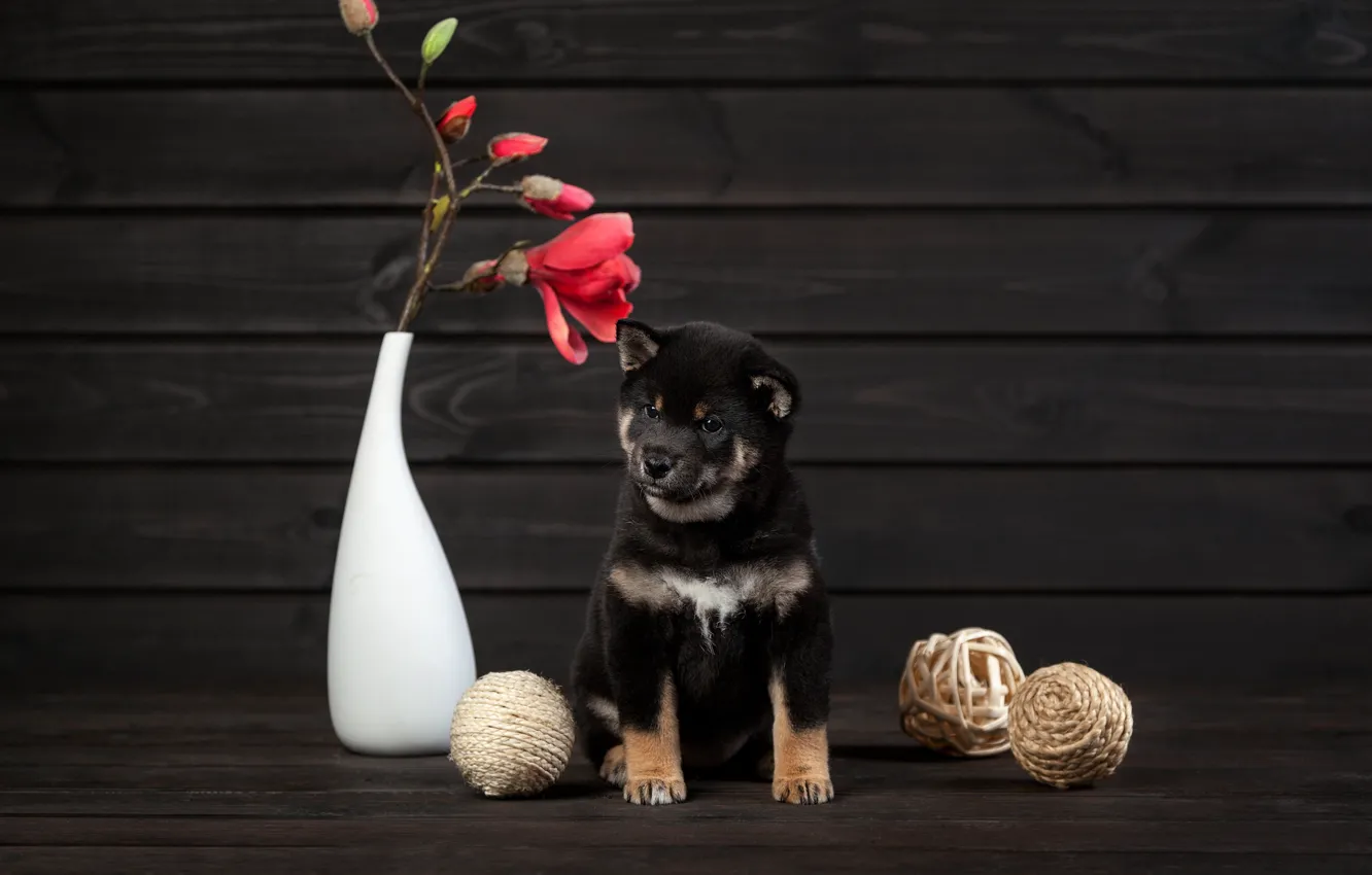 Photo wallpaper flower, dog, puppy, vase, balls, Shiba inu, Olga Smirnova