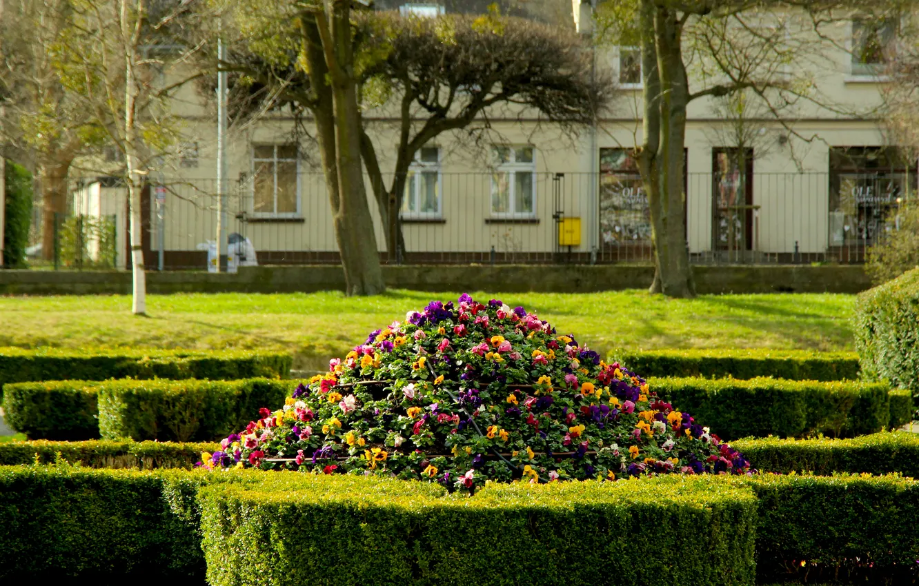 Photo wallpaper flower, park, garden, spring