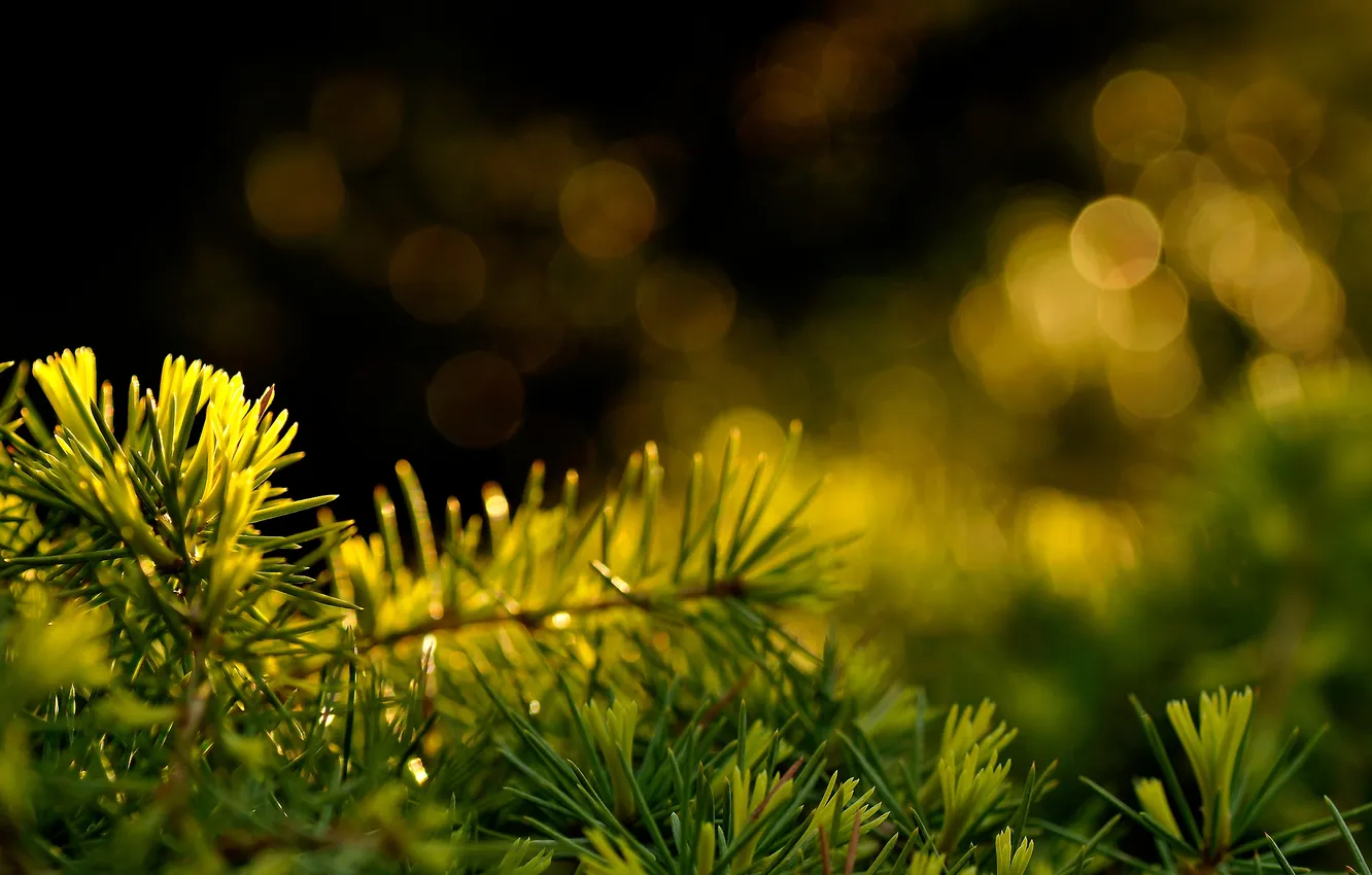 Photo wallpaper mood, green, needles, bokeh, stick, pine, needles