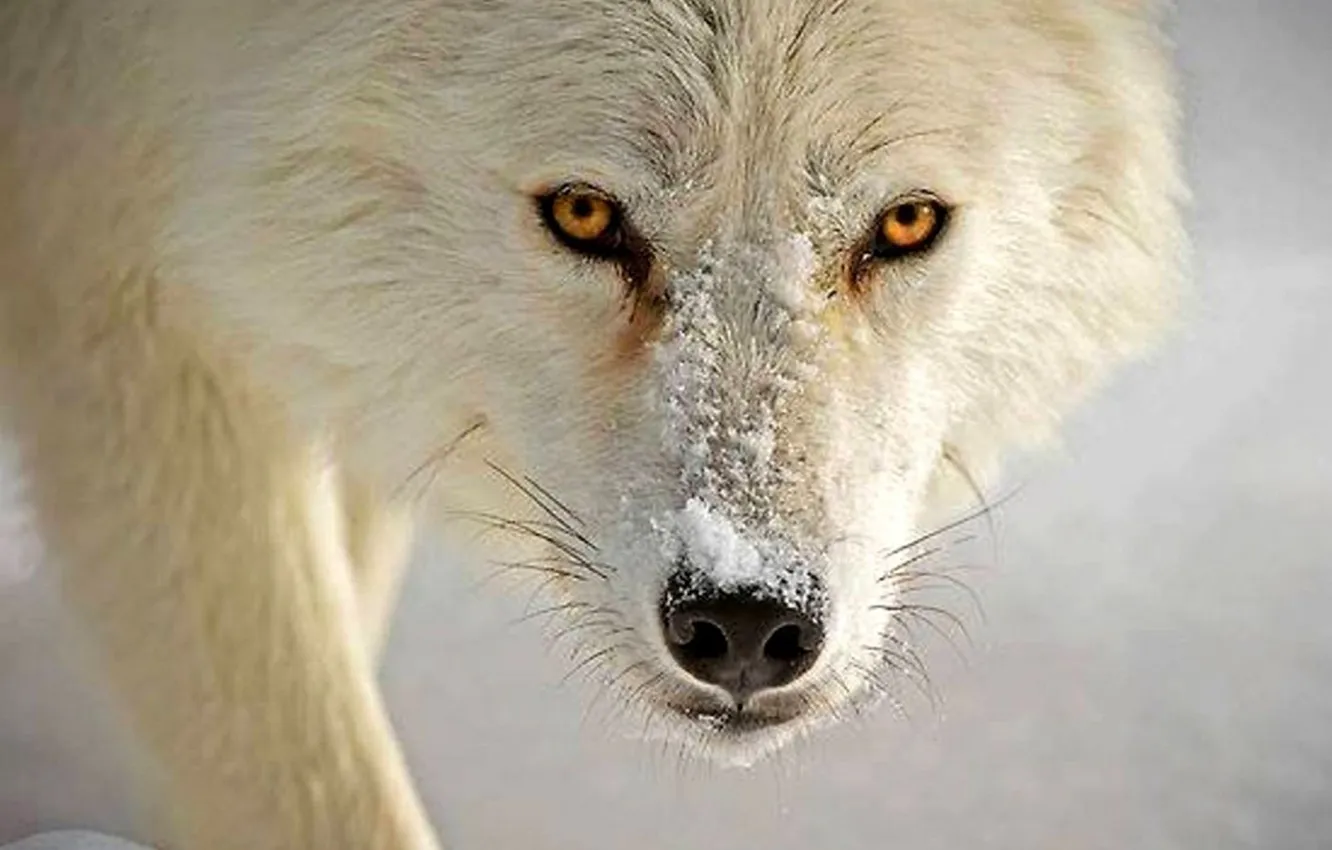Photo wallpaper Predator, animal, wolf, wildlife, portrait, .nature, polar wolf, portrait.