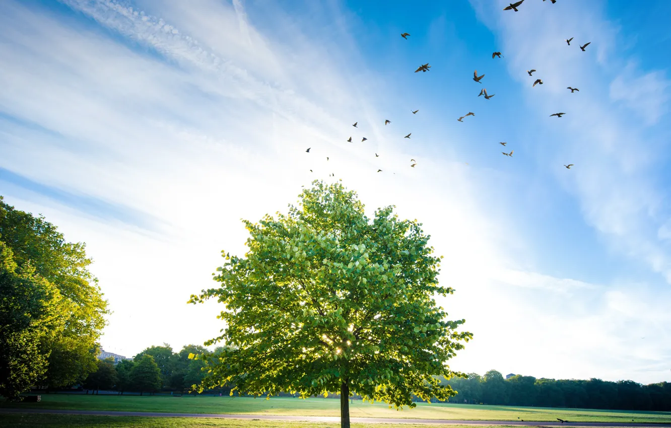 Photo wallpaper summer, the sky, birds, nature, tree