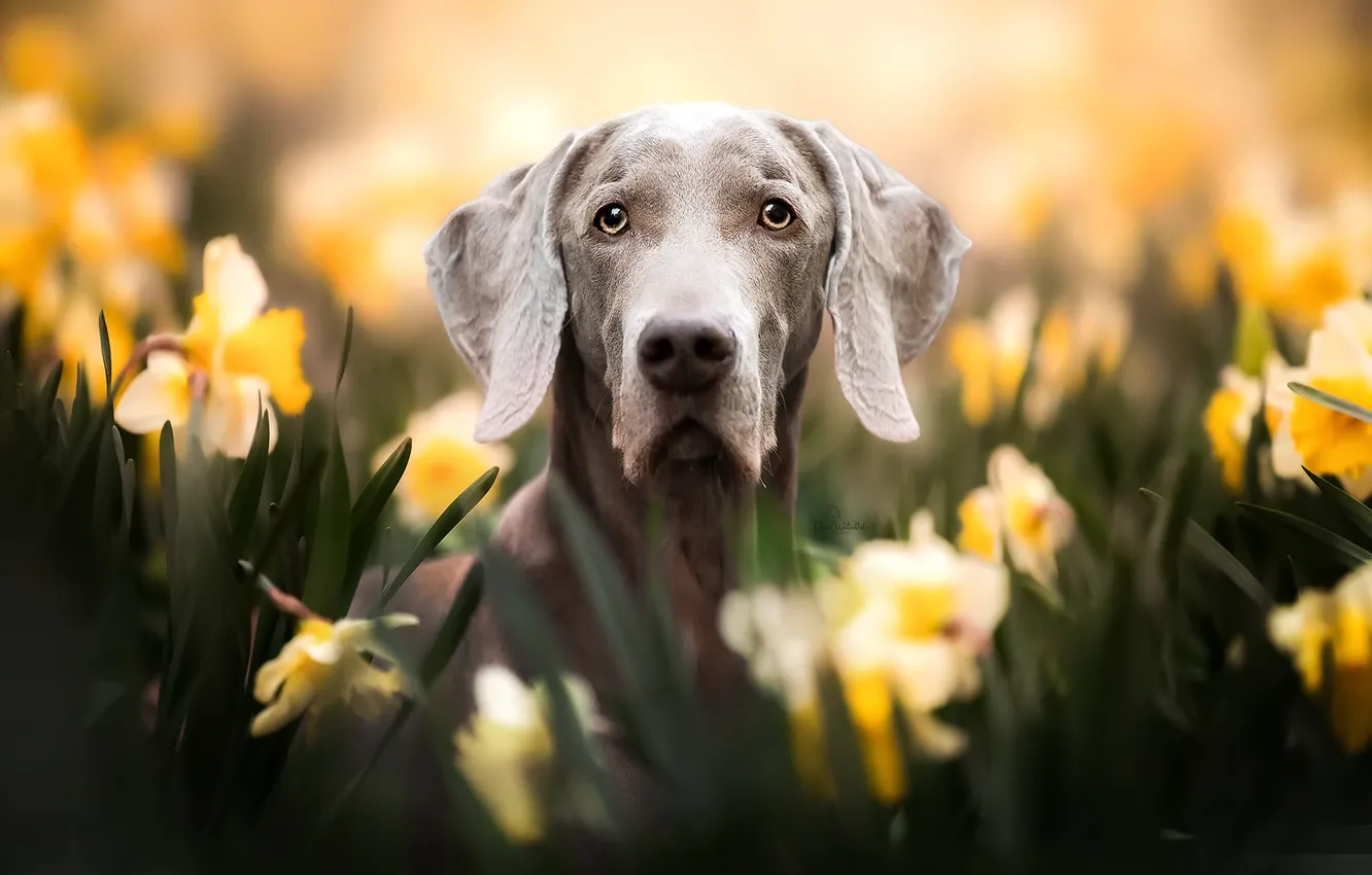 Photo wallpaper flowers, each, dog