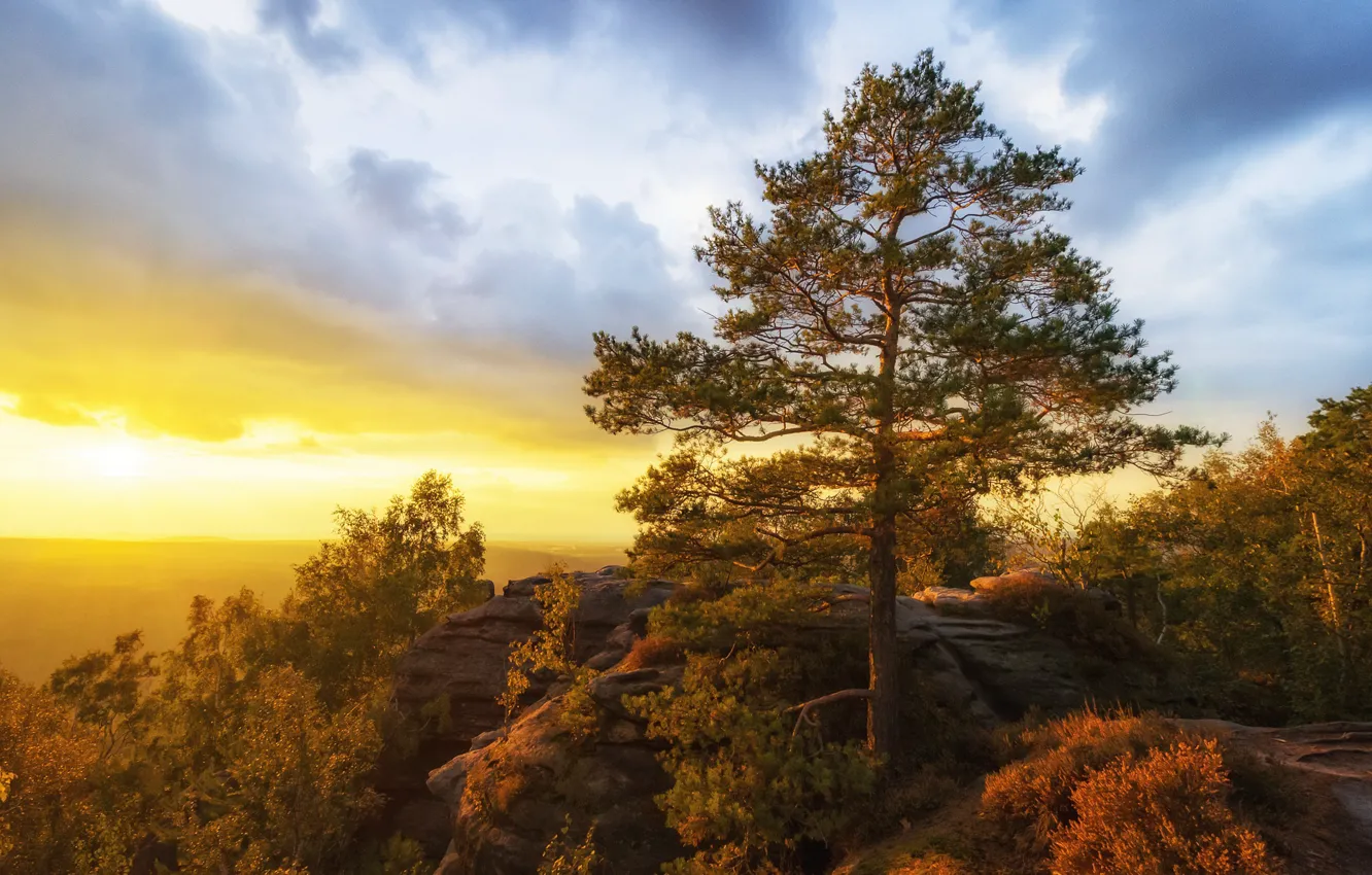 Photo wallpaper the sky, clouds, light, trees, sunset, fog, open, rocks