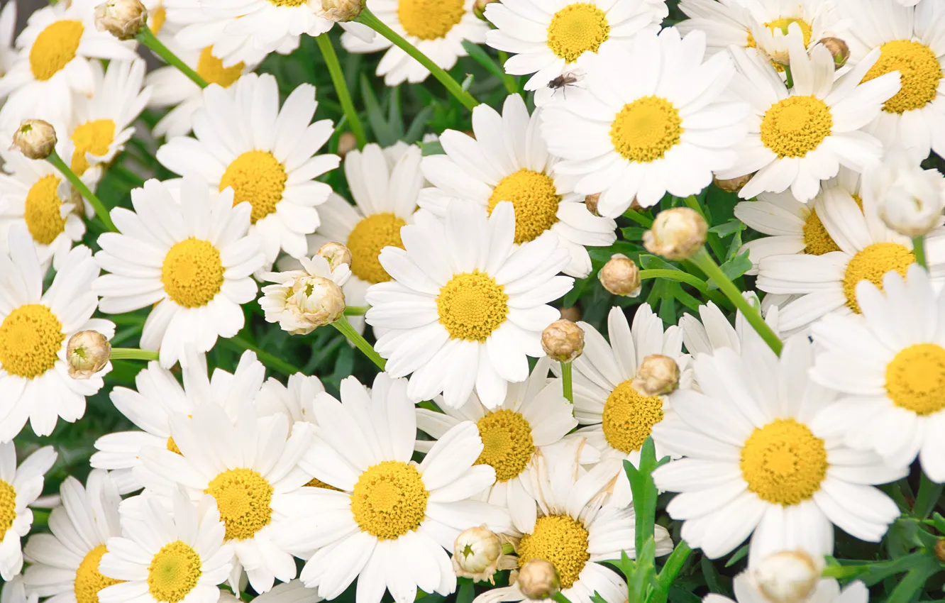 Photo wallpaper flowers, chamomile, white, a lot, leucanthemum
