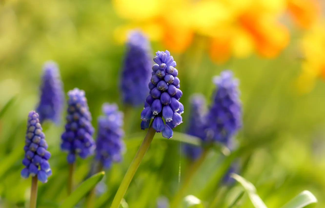 Photo wallpaper flowers, spring, lilac, bokeh, Muscari