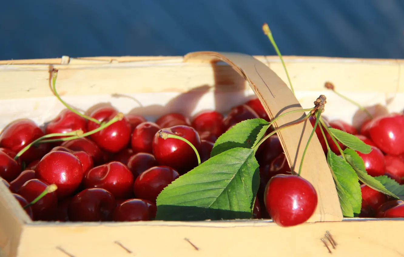 Photo wallpaper leaves, cherry, berries, basket, red, a lot, cherry