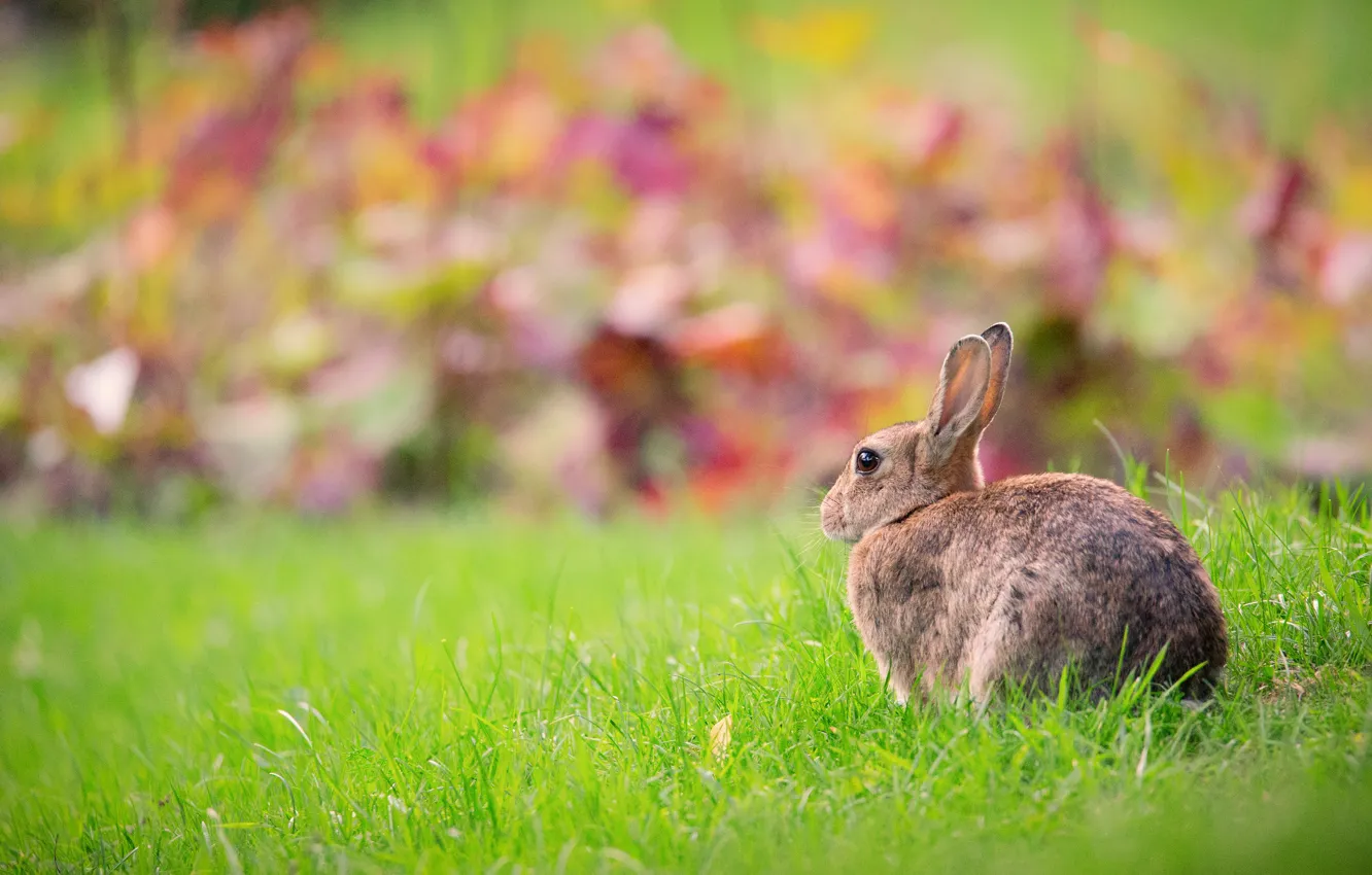 Photo wallpaper greens, grass, nature, grey, background, lawn, glade, hare