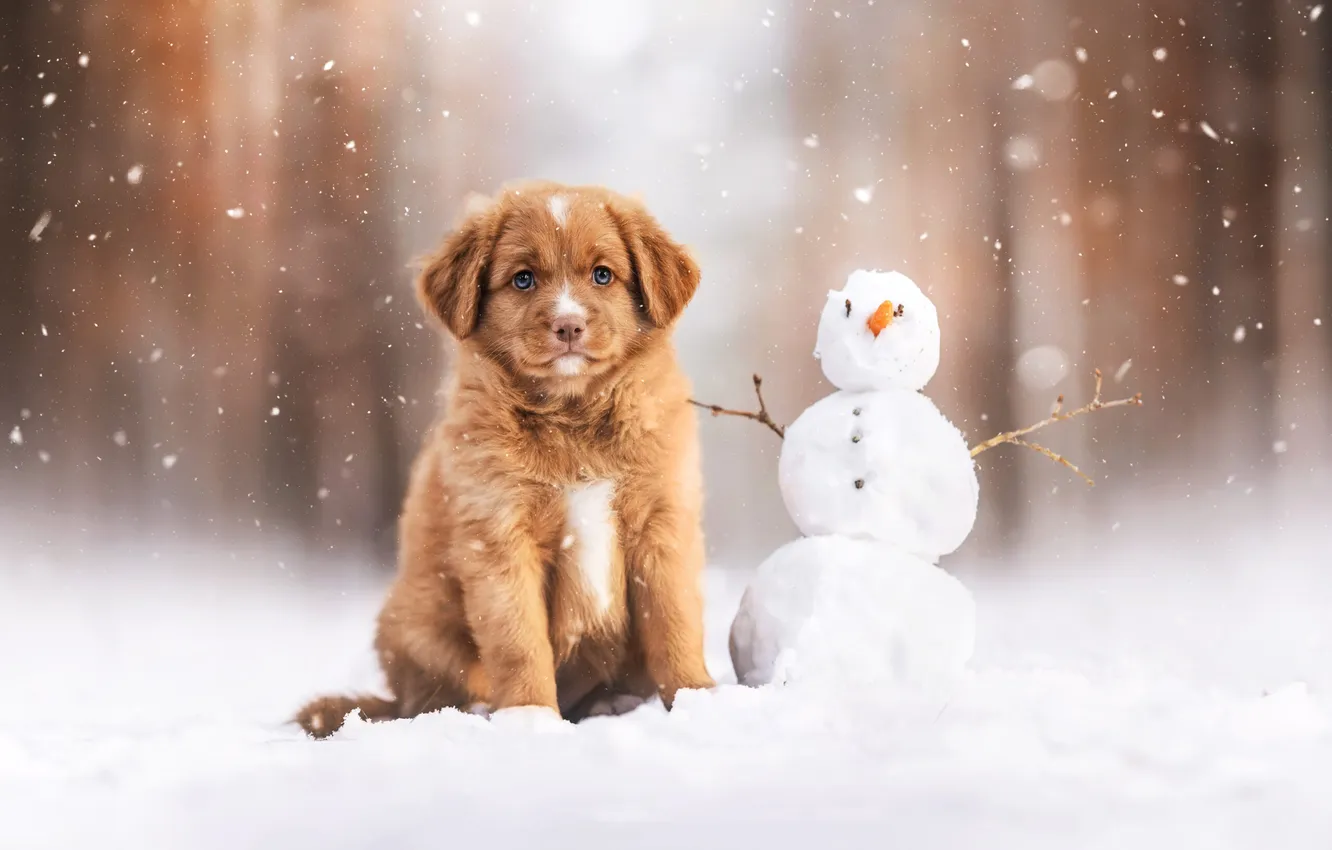 Photo wallpaper winter, snow, dog, puppy, snowman