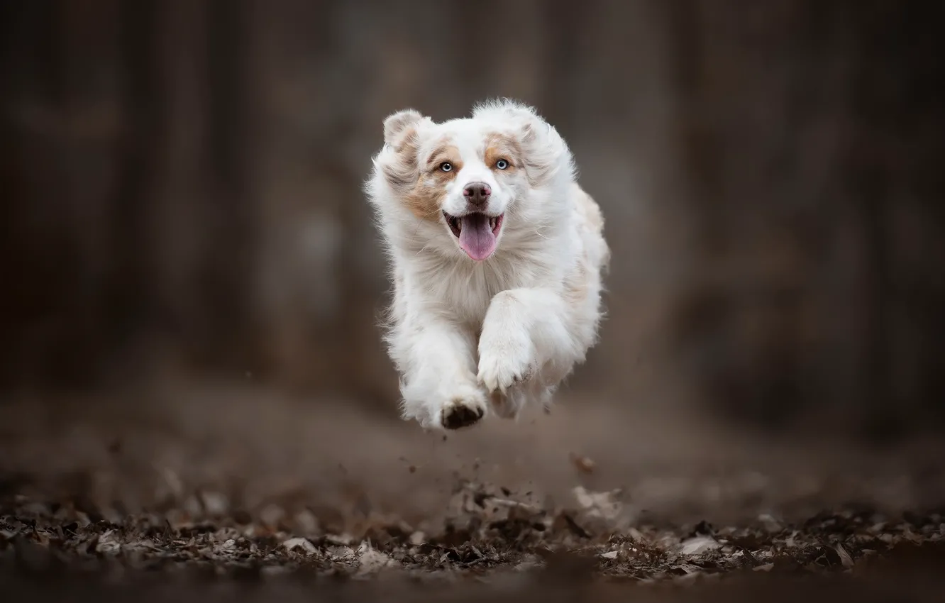 Photo wallpaper flight, jump, dog, running, bokeh, Australian shepherd, Aussie