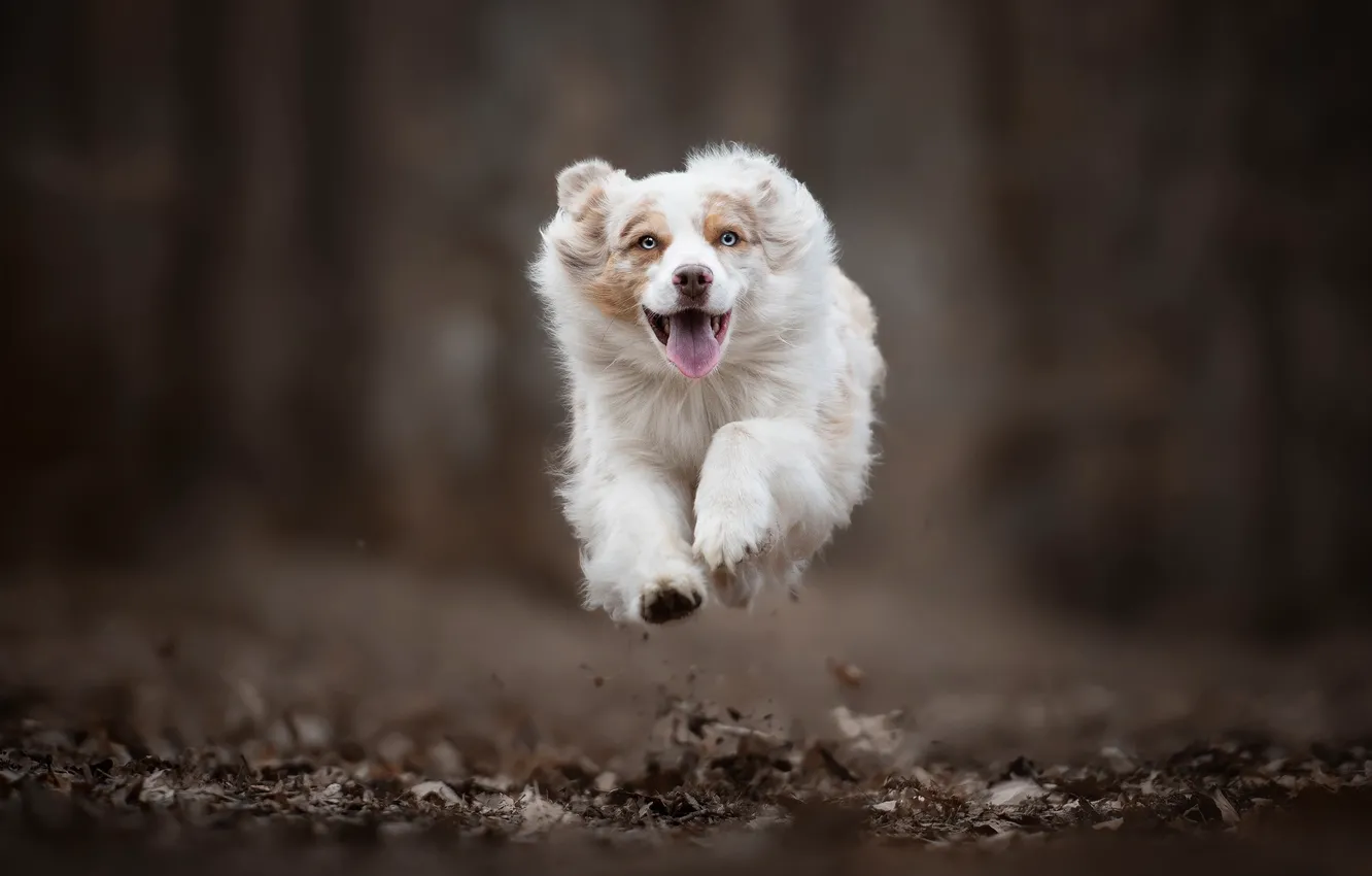 Photo wallpaper jump, dog, running, flight, bokeh, Australian shepherd, Aussie
