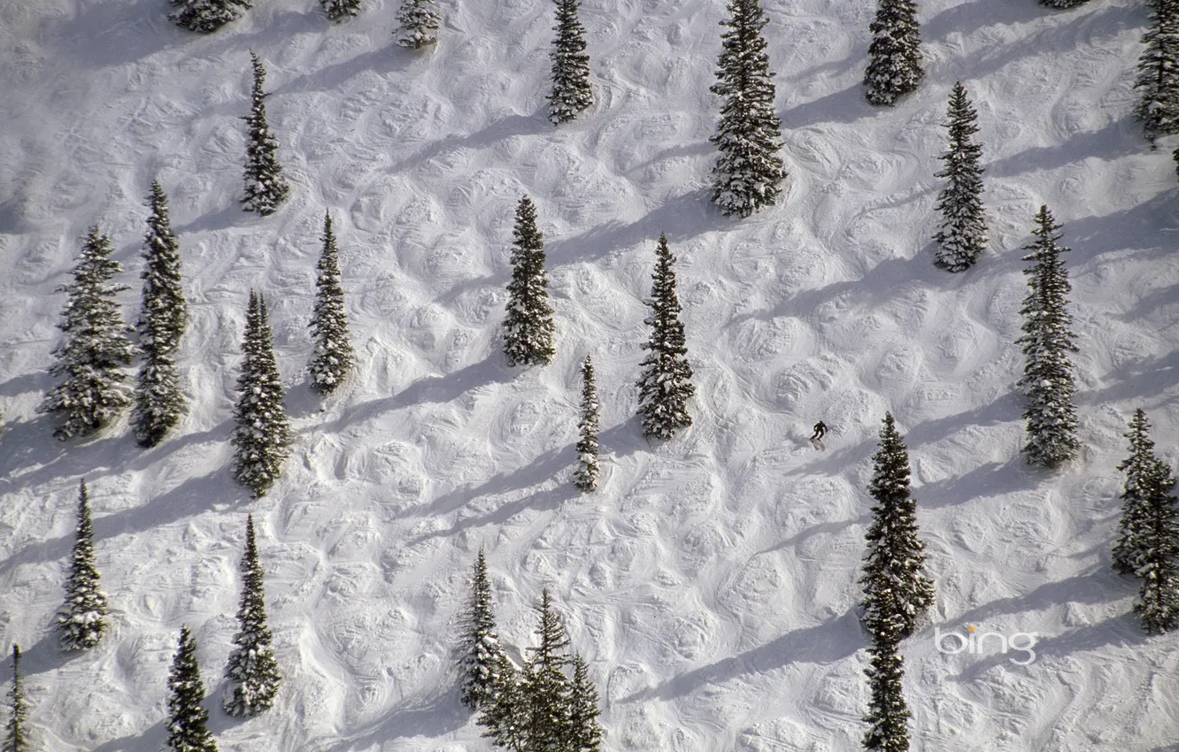 Photo wallpaper winter, snow, trees, spruce, slope, Colorado, USA, skier