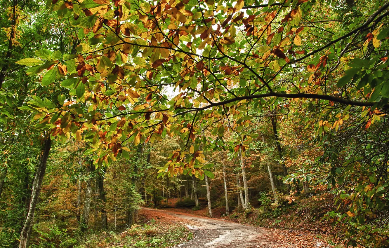 Photo wallpaper road, autumn, forest