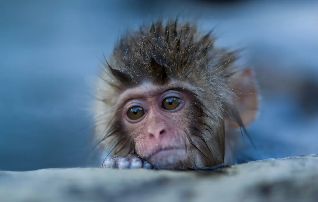 Photo wallpaper nature, background, monkey