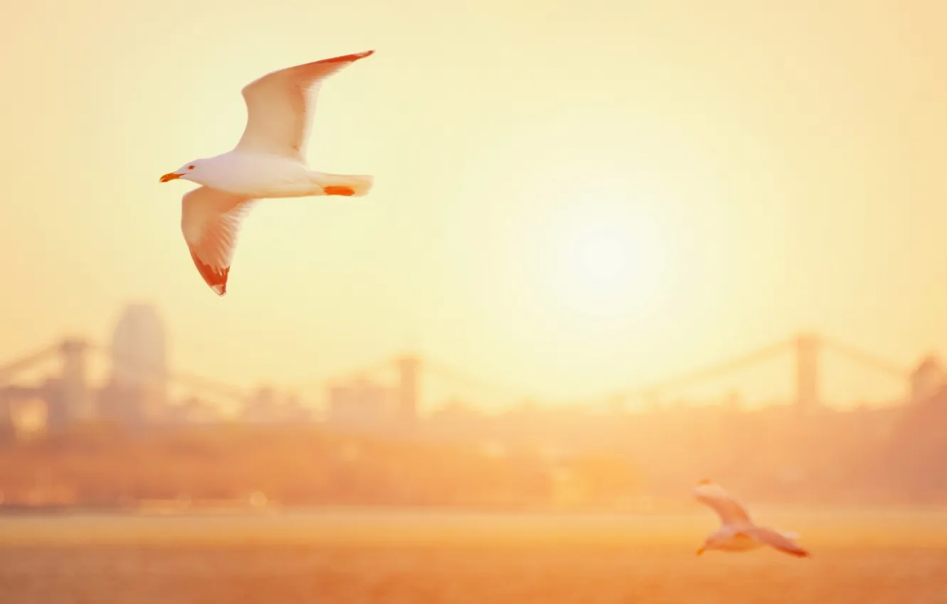 Photo wallpaper light, bird, seagulls, morning