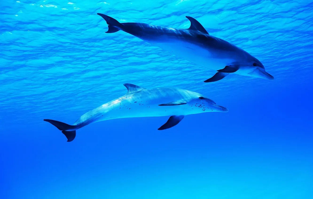 Photo wallpaper sea, the ocean, dolphins, worlds, underwater