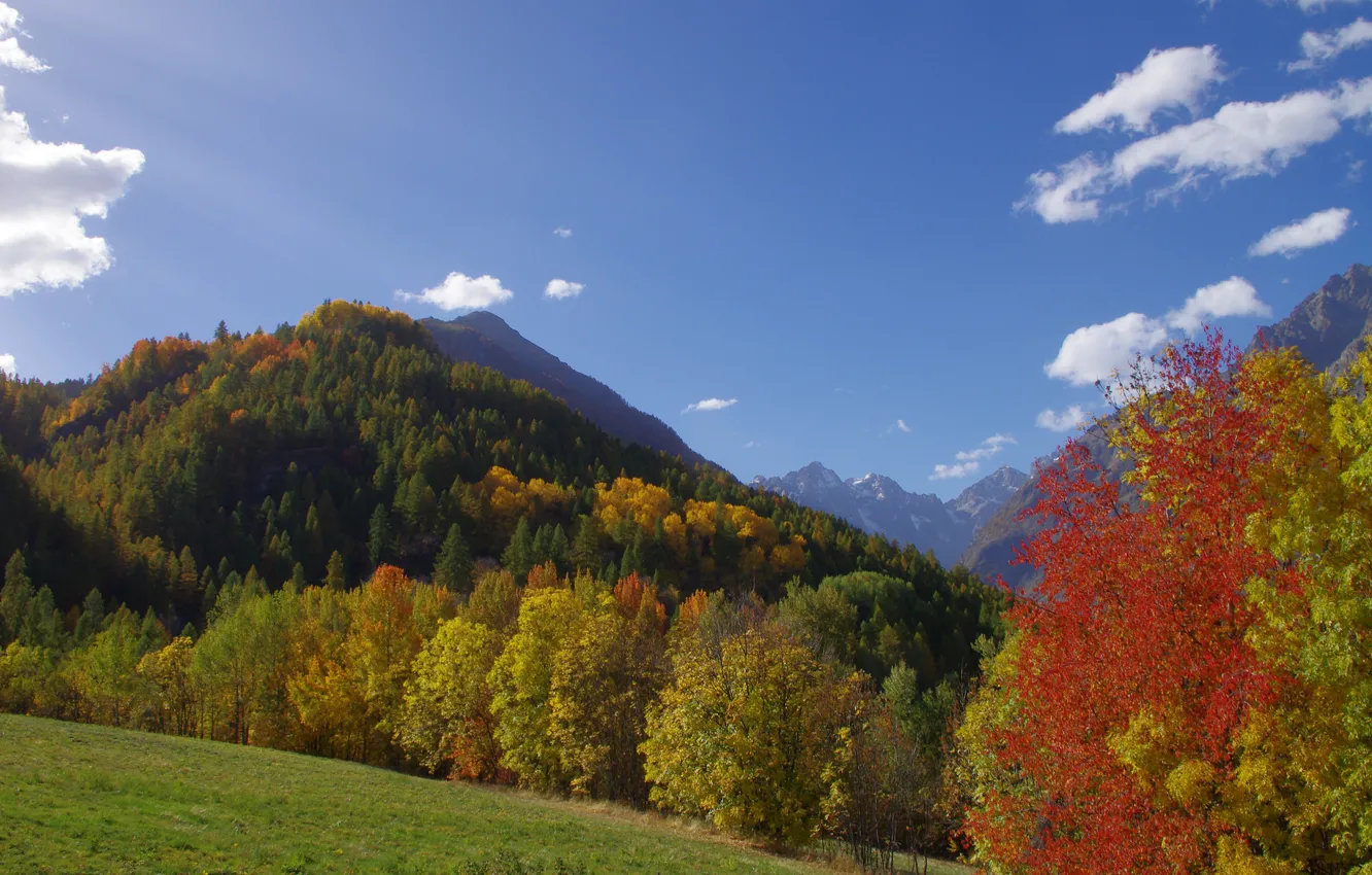 Photo wallpaper autumn, grass, trees, mountains, slope