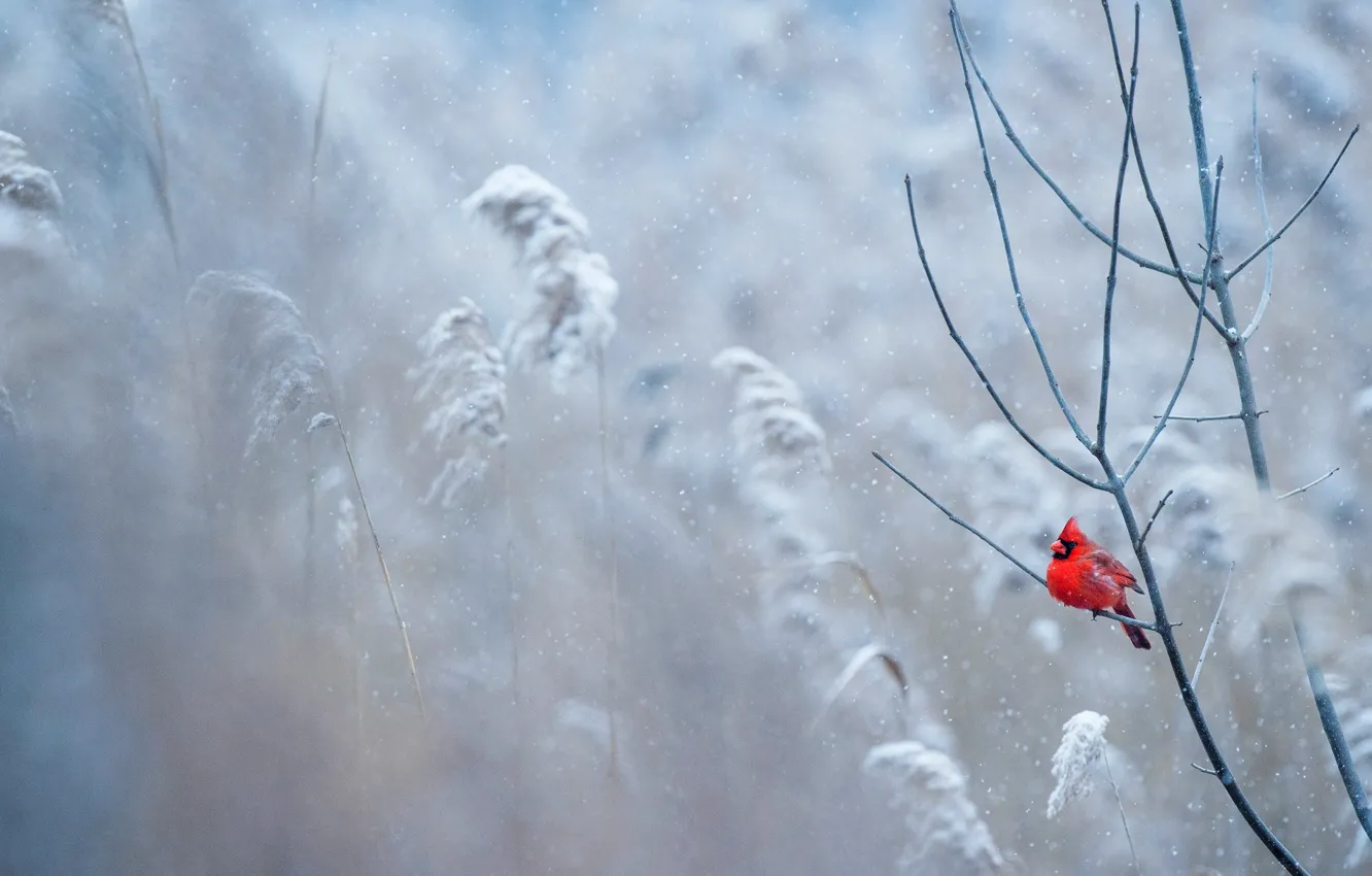Photo wallpaper winter, frost, snow, branches, red, bird, plant, bird