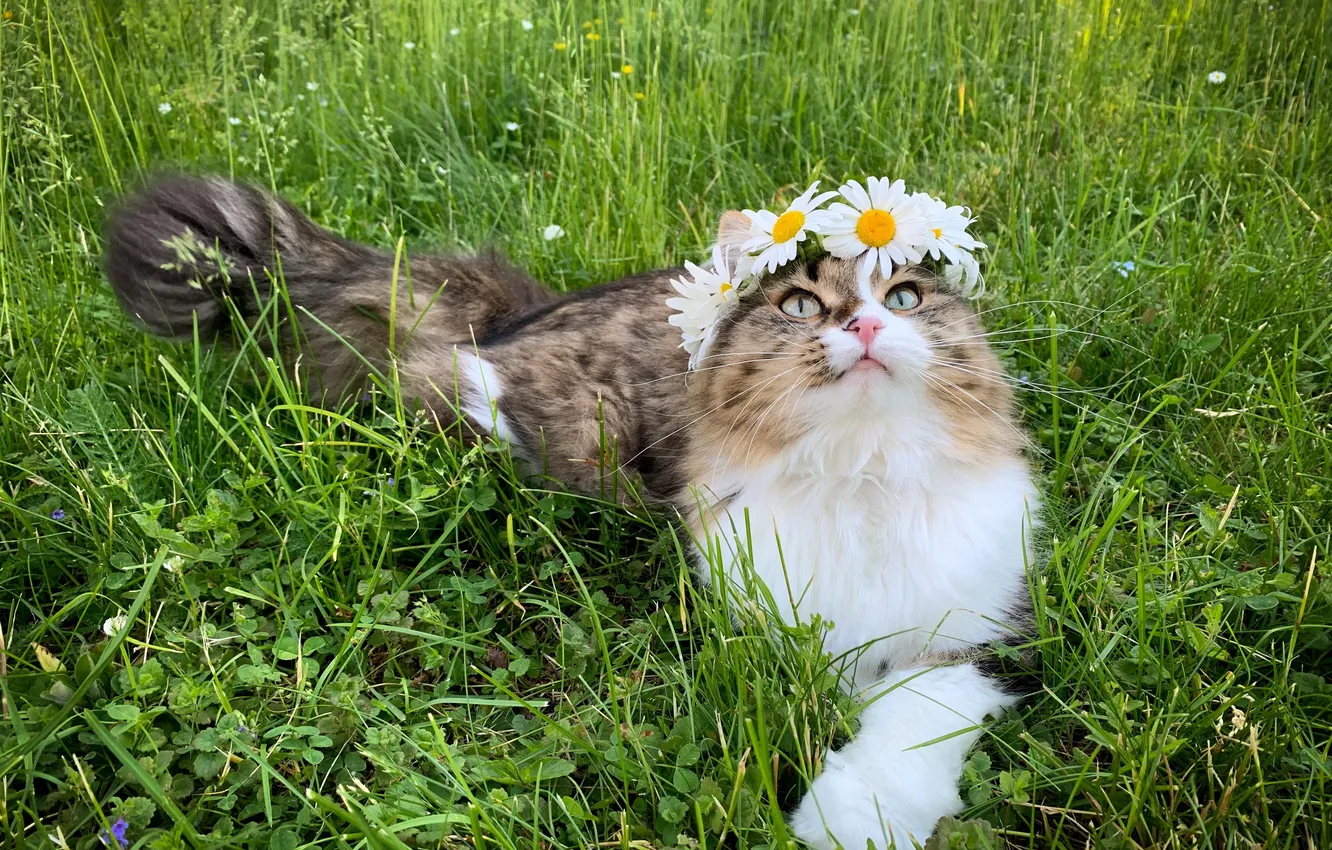 Photo wallpaper greens, cat, summer, grass, cat, look, flowers, pose