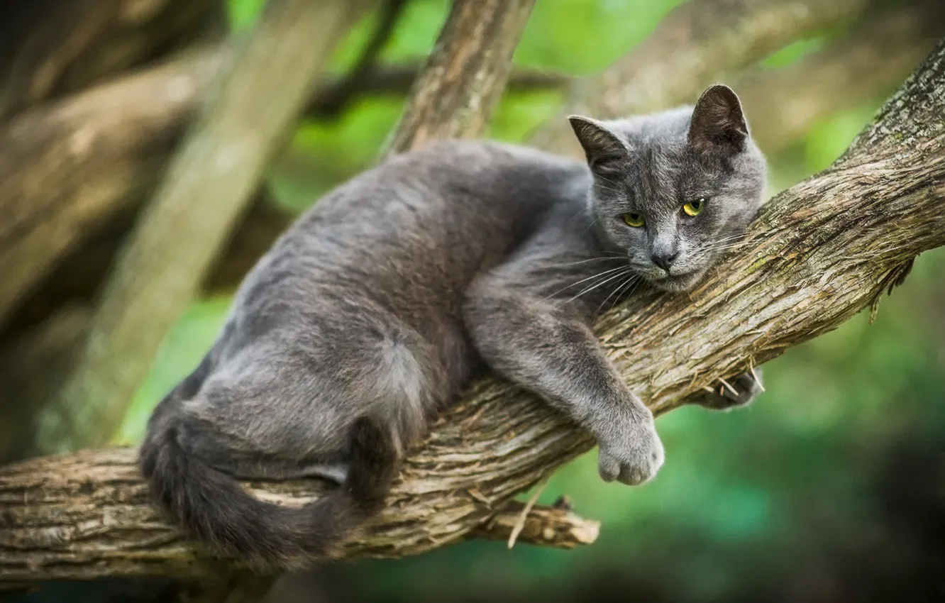 Photo wallpaper cat, cat, trees, pose, grey, hugs