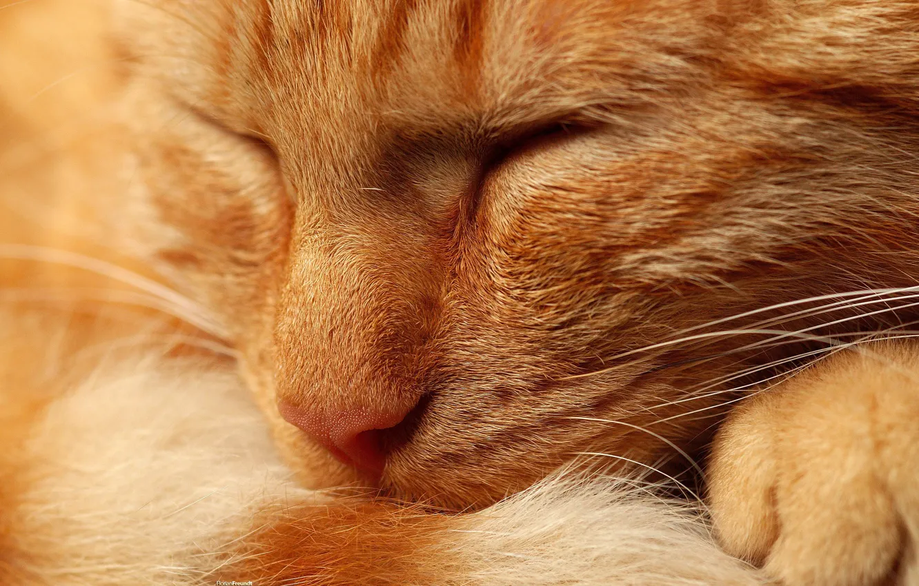 Photo wallpaper cat, cat, nose, red