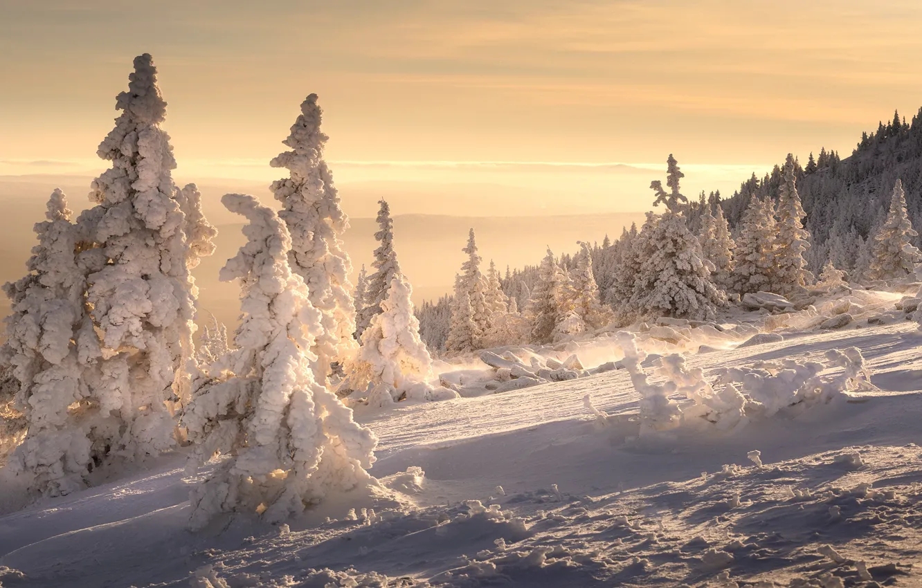 Photo wallpaper winter, forest, light, snow, in the snow, morning, ate, slope