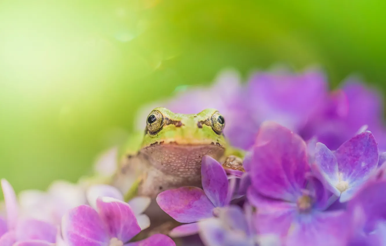 Photo wallpaper summer, flowers, frog
