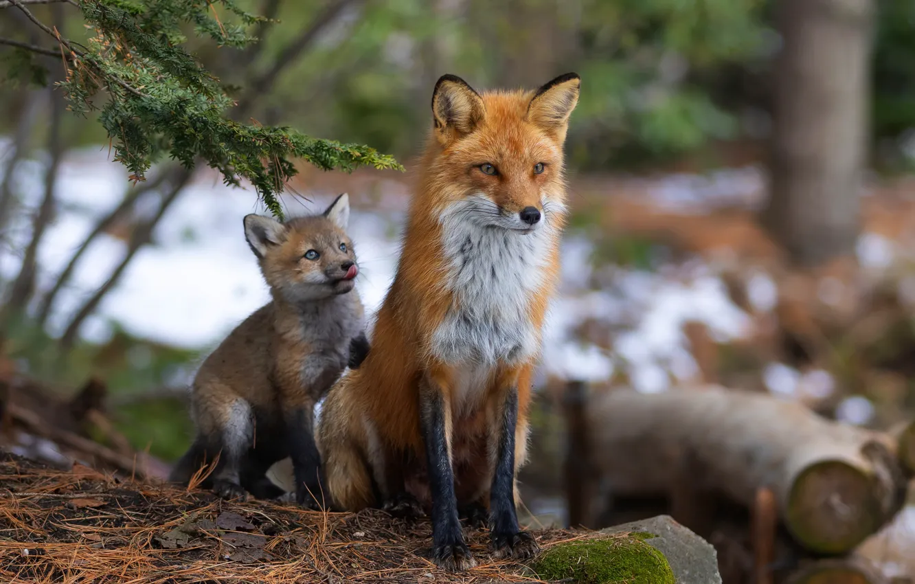 Photo wallpaper nature, Fox, Fox, mom, Fox