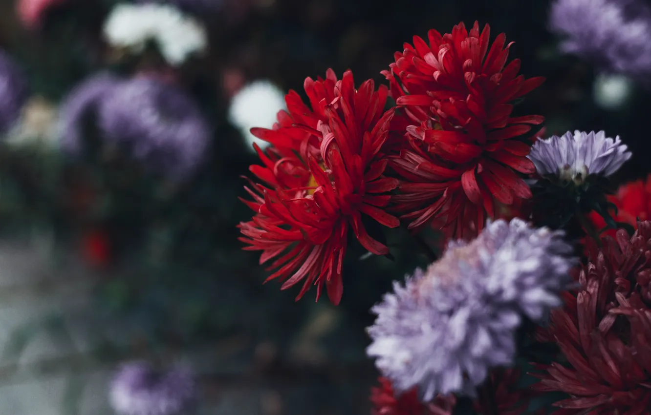Photo wallpaper flowers, red, the dark background, garden, white, flowerbed, lilac, autumn