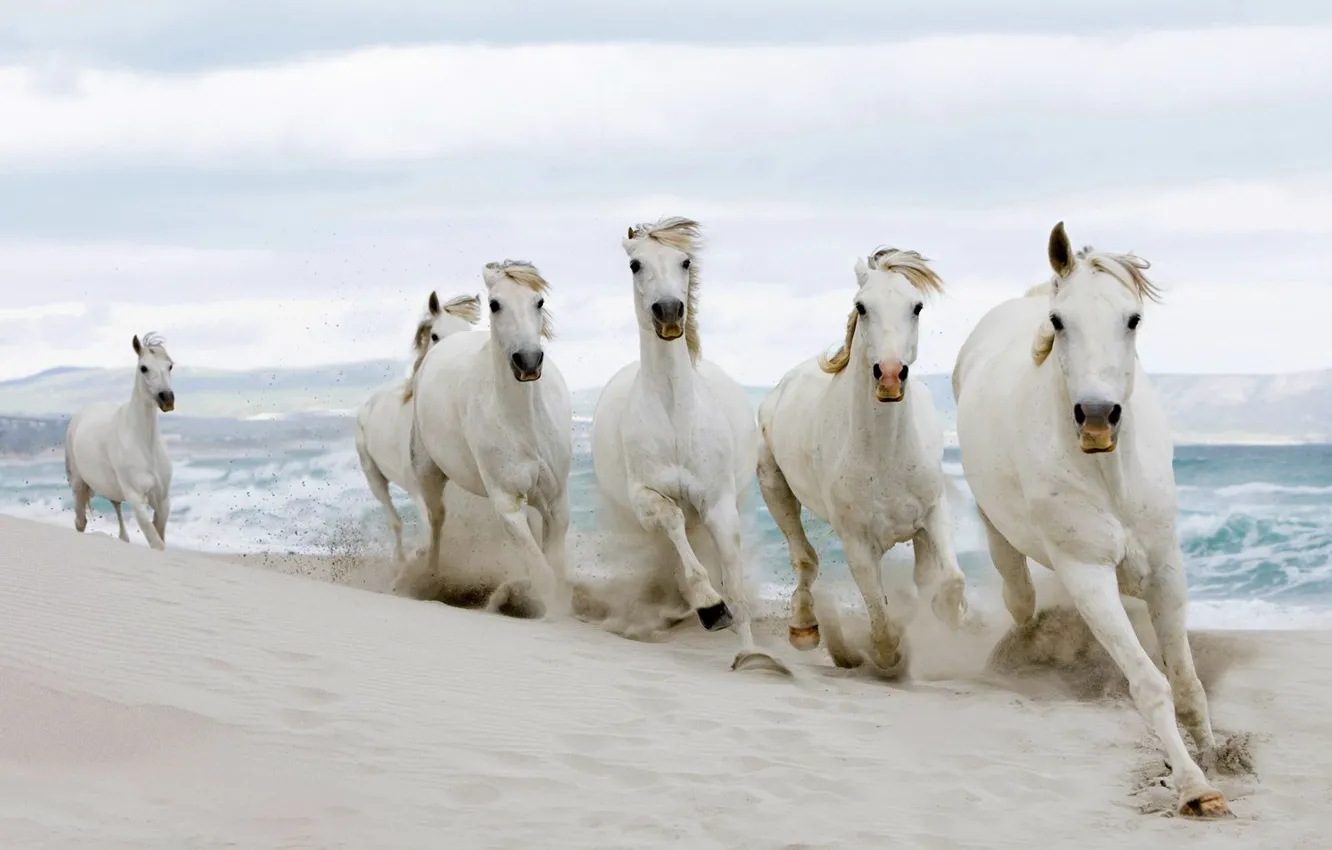 Photo wallpaper sand, horse, the herd