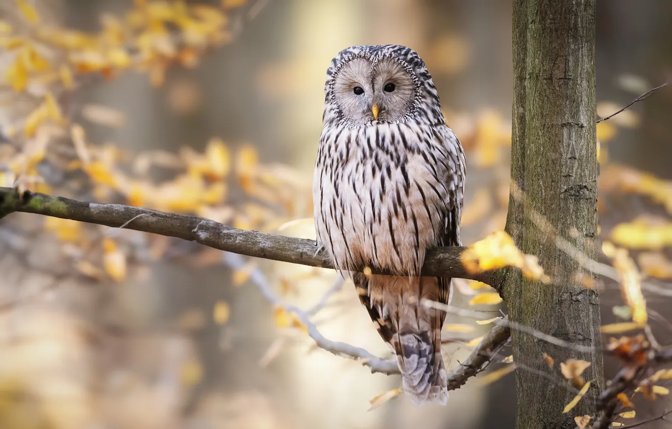 Photo wallpaper autumn, look, branches, nature, pose, owl, bird, Ural owl