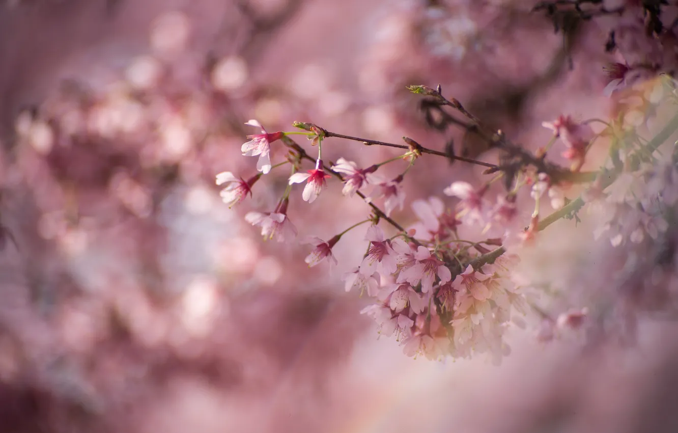 Photo wallpaper macro, cherry, branch, spring, flowering, flowers, bokeh