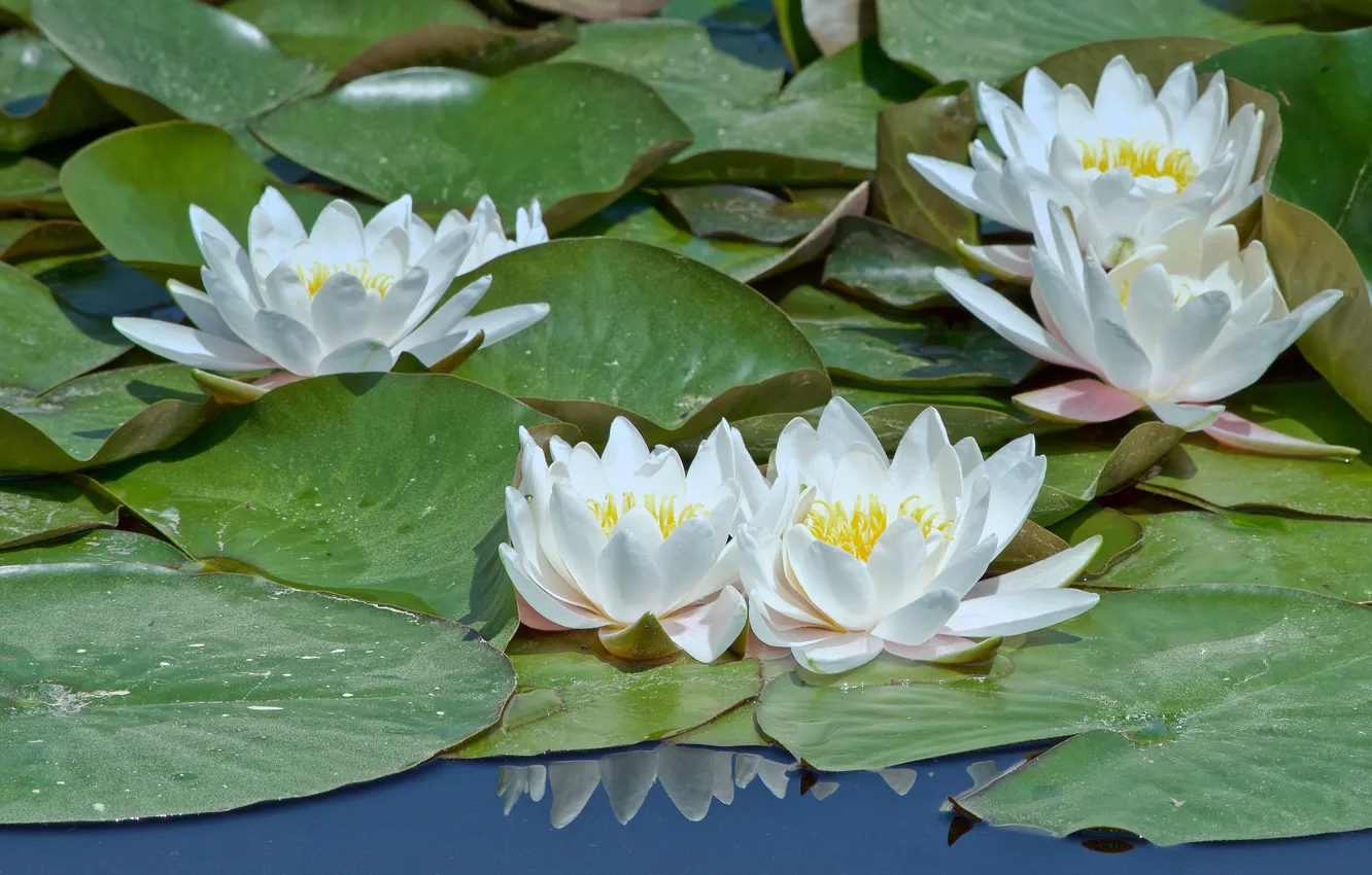 Photo wallpaper leaves, water, flowers, flowering, water Lily