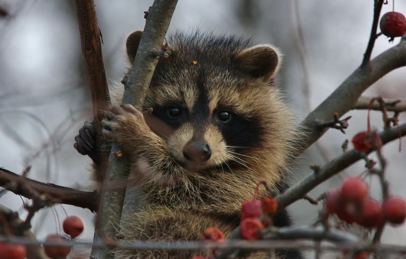 Photo wallpaper branches, berries, tree, animal, raccoon