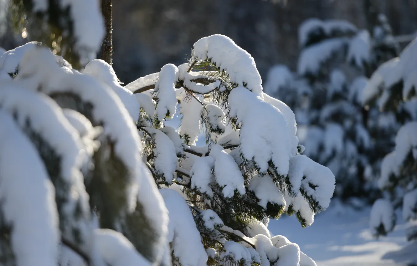 Photo wallpaper winter, snow, the suburbs