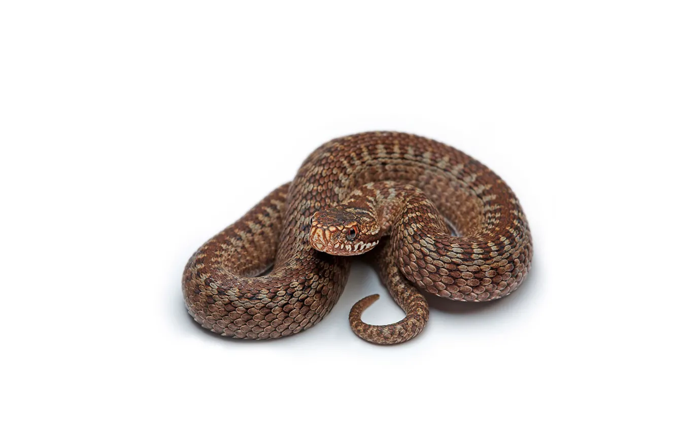 Photo wallpaper Snake, Brown, White background