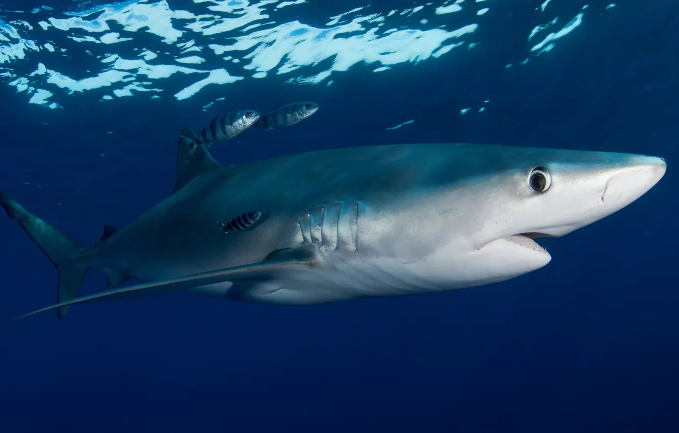 Photo wallpaper animal, eyes, fish, underwater world, rybischa, fish-companion, blue shark, inhabitants of the seas